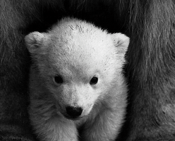 polar bear day.png