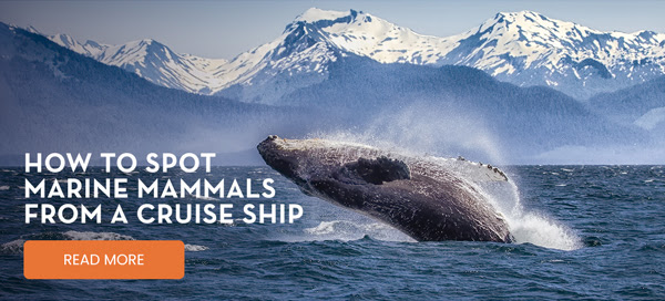 HOW TO SPOT MARINE MAMMALS FROM A CRUISE SHIP