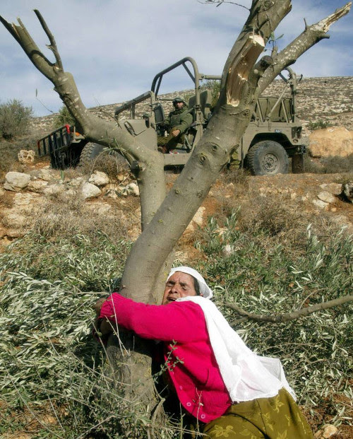 Femme palestinienne pleurant son olivier
