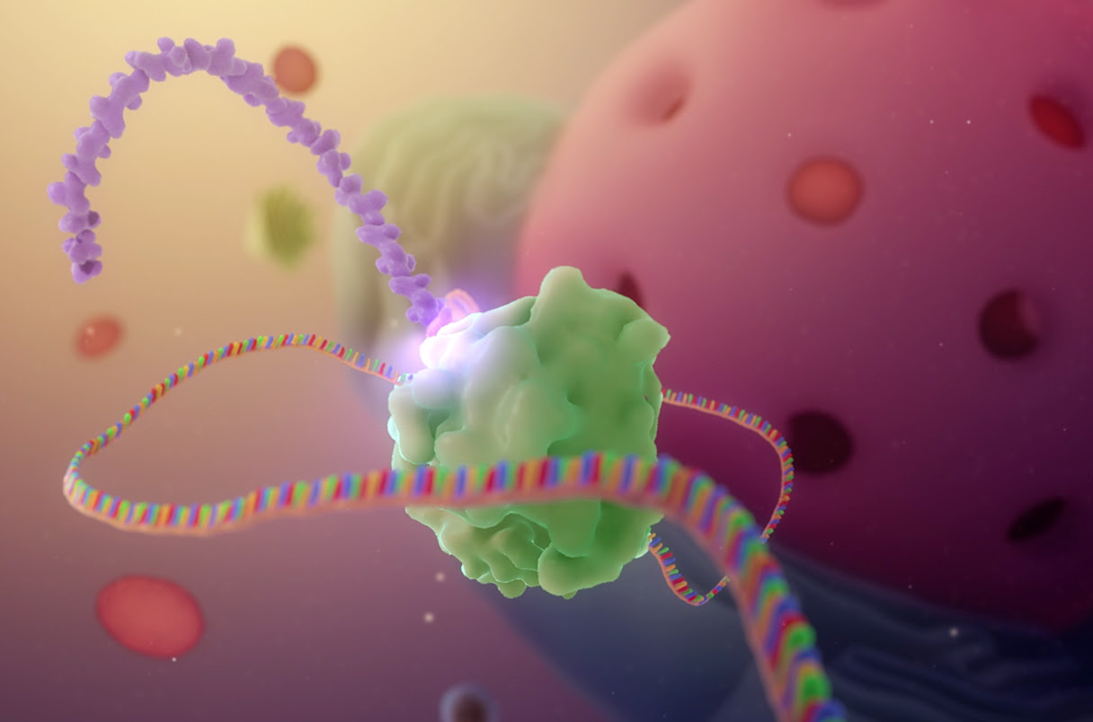 illustration of Arcturus mRNA during cellular translation