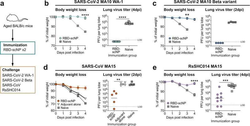 New pan-coronavirus vaccine passes key experiments, demonstrates protection