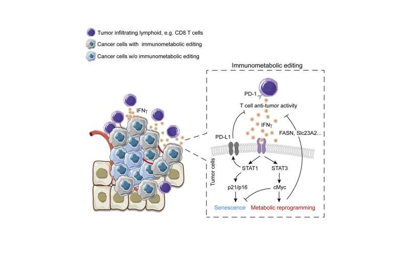 Researchers uncover novel aspect of tumor evolution and potential targets for therapy