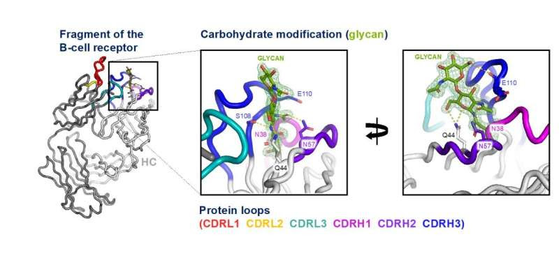 Scientists discover a fundamental feature of aggressive lymphomas