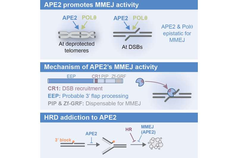 Researchers identify promising new target for drug-resistant breast and ovarian cancers | CU Boulder Today