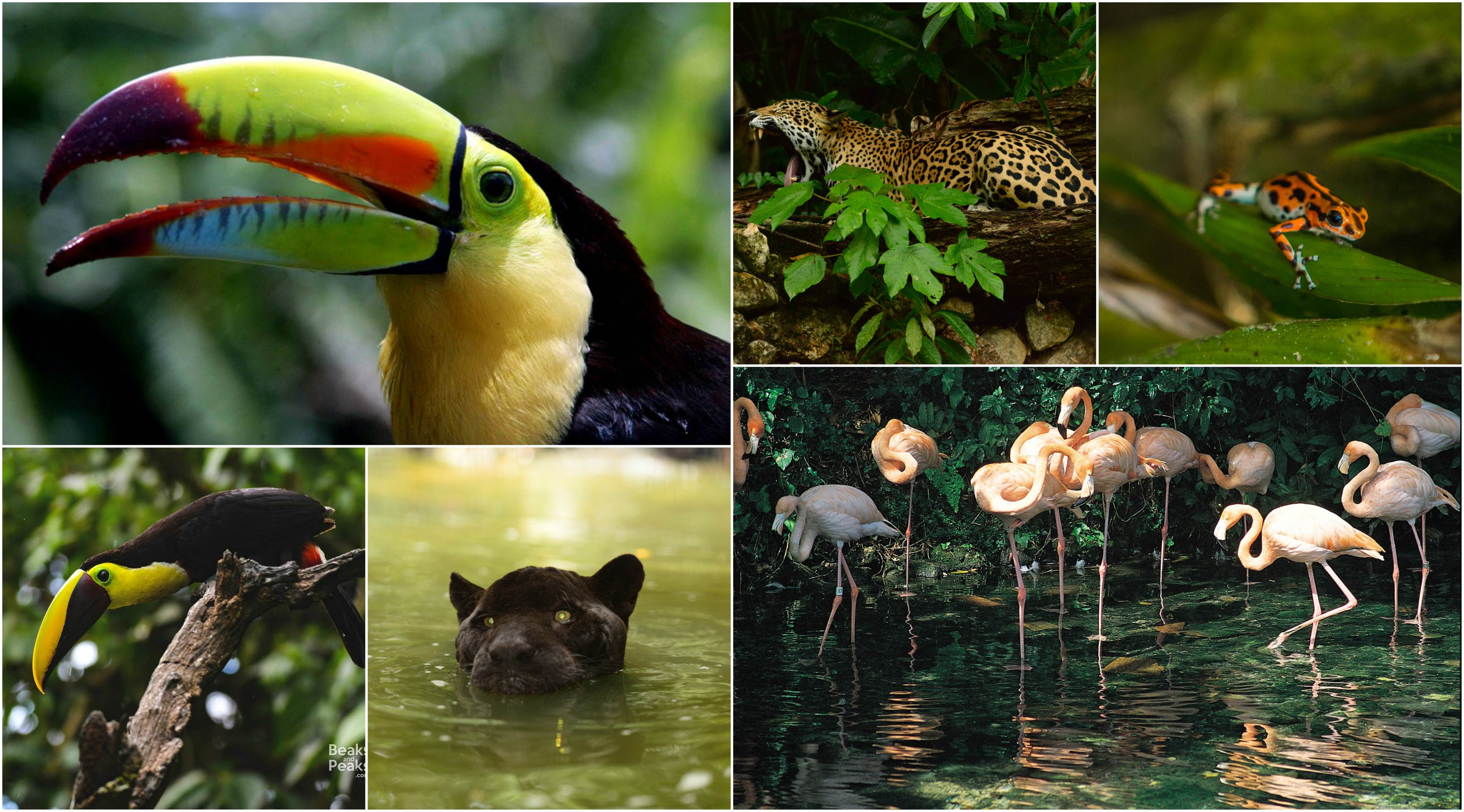 Naturaleza exuberante en Centroamérica (1)