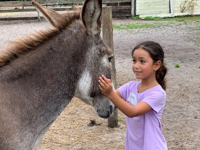 Peaceful Valley Donkey Rescue - Zebra? Zonkey? Nope .. just a donkey with  extra stripey legs. Many donkeys have some stripes on their legs, but this  gelding may win the prize for