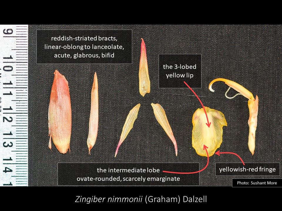 Slide3 dissected flower parts of Zingiber nimmonii (Graham) Dalzell