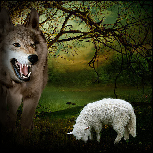 Sắp bị ăn thịt đến nơi, cừu nhờ sói làm 1 việc mà thoát chết: Bài học khi rơi vào hiểm nguy - Ảnh 1.