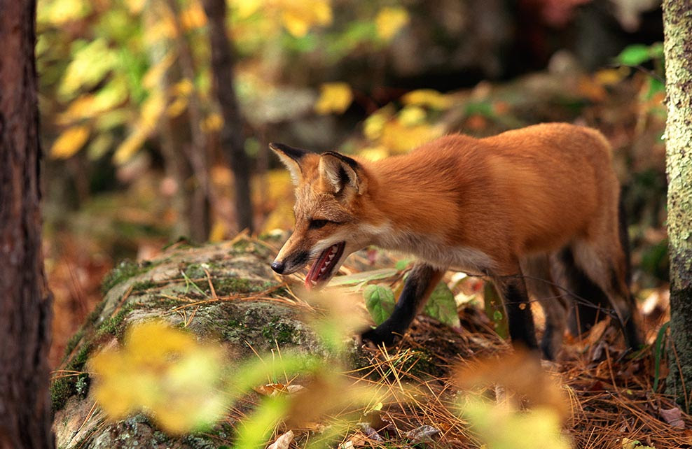 Les Animaux à observer en Automne  + autres  à venir??? Renard