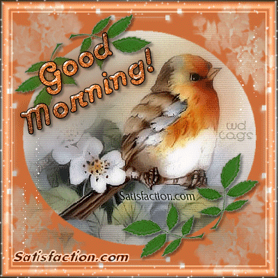 Bird-Orange-Good-Morning