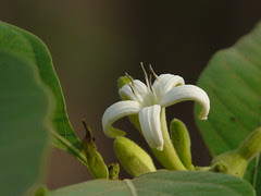Morinda pubescens