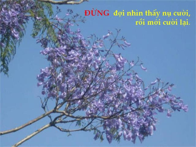 http://www.dongcong.net/photogallery/Cham-Ngon_CS/cs_clip_image017.jpg