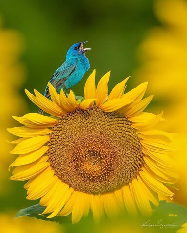 Music-Sing-Bird-on-Sunflower
