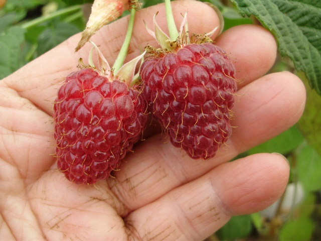 The enormous delicious fruits of autumn raspberry Joan J The enormous delicious fruits of autumn raspberry Joan J