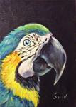 Parrot painting - Posted on Wednesday, February 18, 2015 by Sonia von Walter