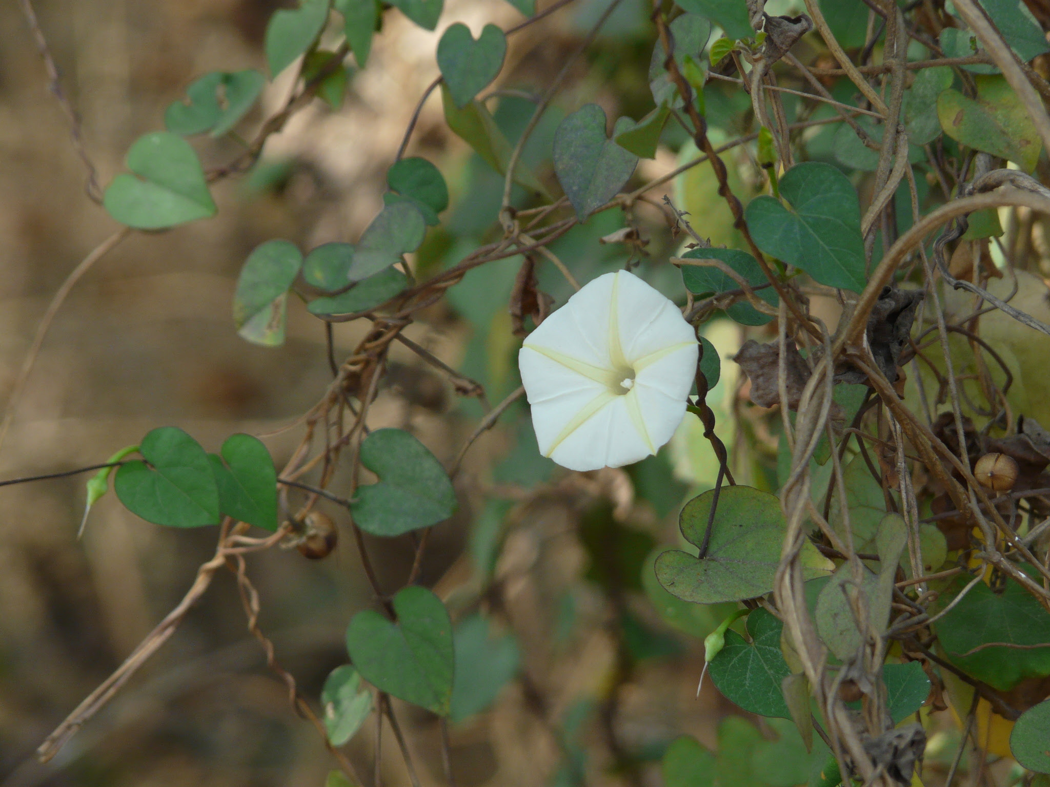 Ipomoea obscura (L.) Ker Gawl.