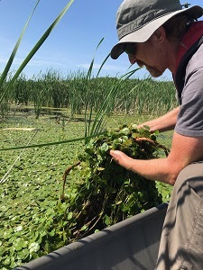 A man in a canoe pulls European frog-bit plants from the water