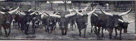 Prior to the influence of Jimmy The Swede most North American Watusi herds were totally red or only had a few white spots. This is the Rare Animal Survival Center, a major importer, in Ocala, Florida, 1979.