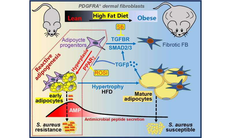 Research identifies obesity and infection link, as well as treatment found on healthy human skin