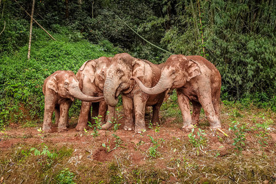 The Asian elephants play with mud. (Photo by Zha Wei)