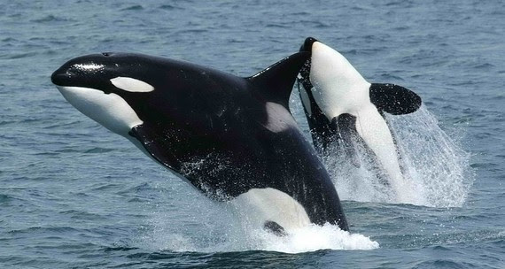 Orcas