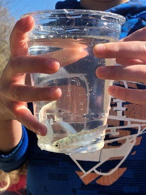 close-up view of salmon fry in a clear plastic cup of water, held by hands