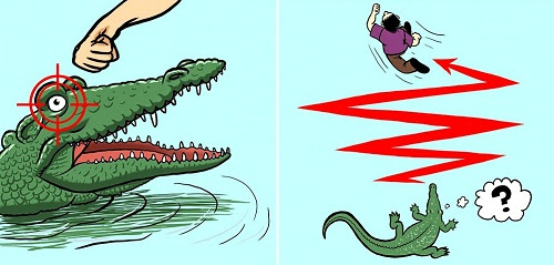 Kiến thức giúp bạn thoát nạn khi gặp cá sấu, rắn độc