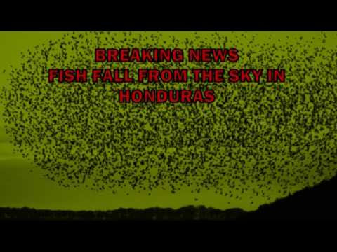 Fish Fall From The Sky In Honduras Hqdefault