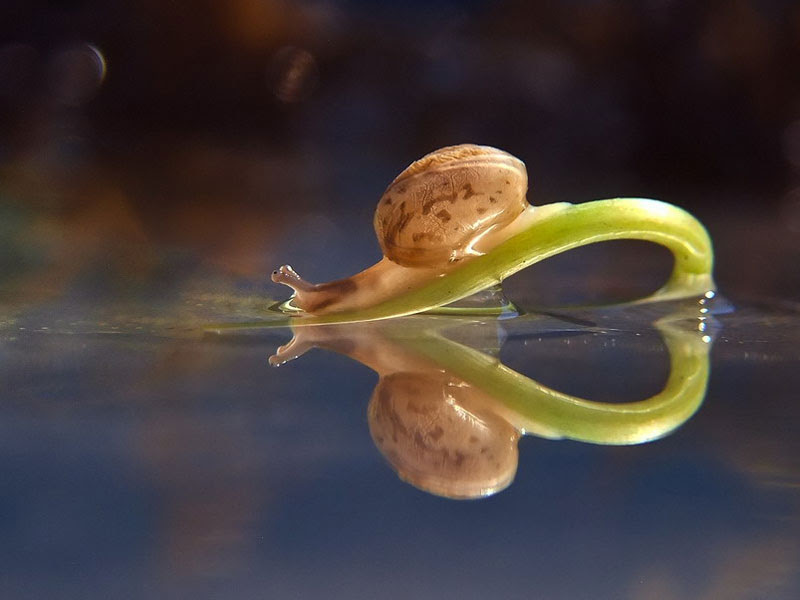 unseen world and beauty of snails by Vyacheslav Mischenko (9)