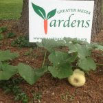 A volunteer butternut squash in a Yarden near you!