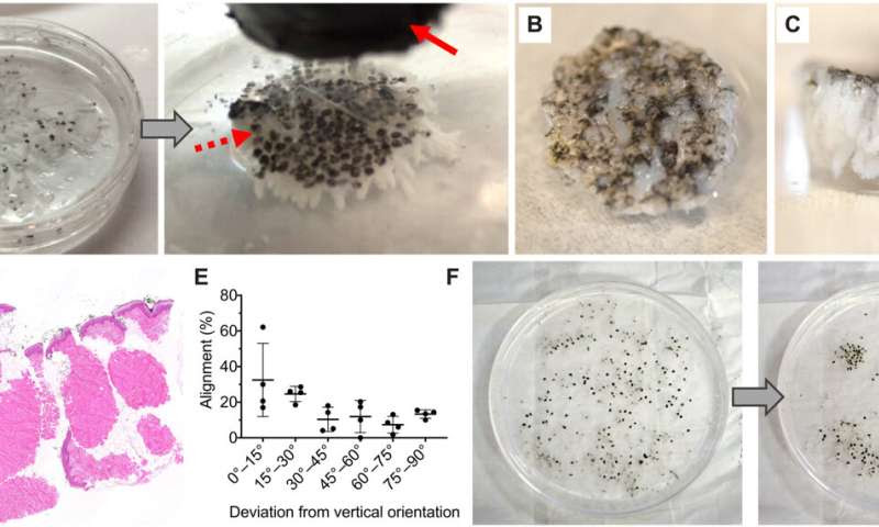 MagneTEskin – Reconstructing the skin with magnetically induced assembly of microtissue cores