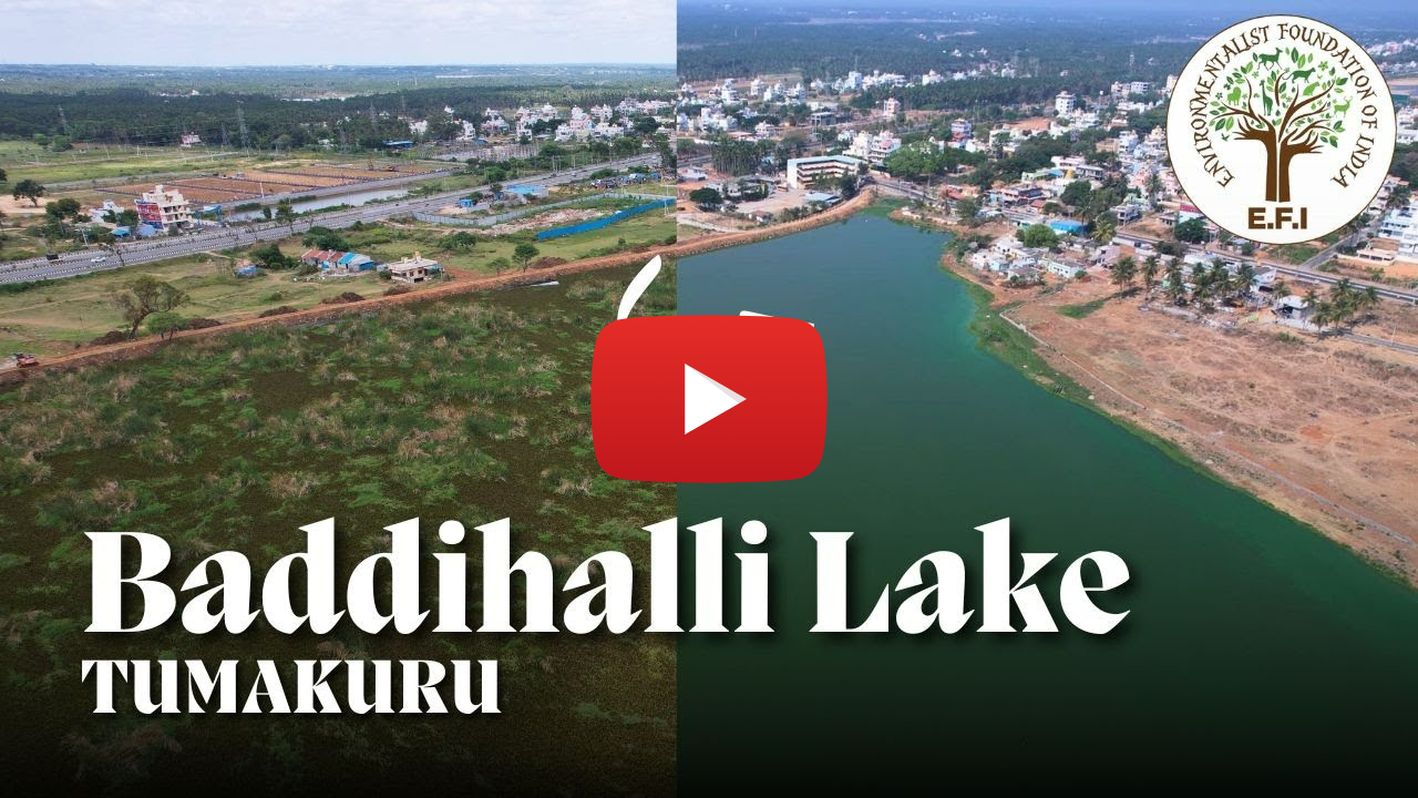 EFI's | Baddihalli Lake | Tumakuru
