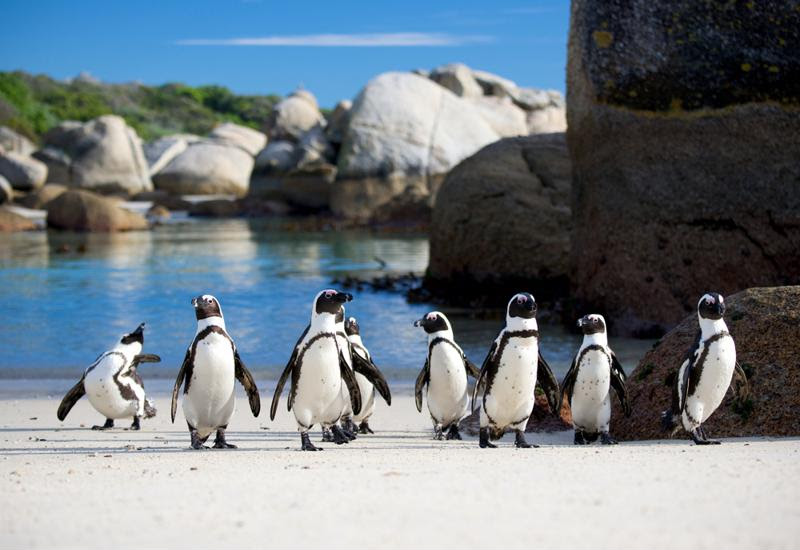 Boulder Beach is inhabited by a colony of penguins.