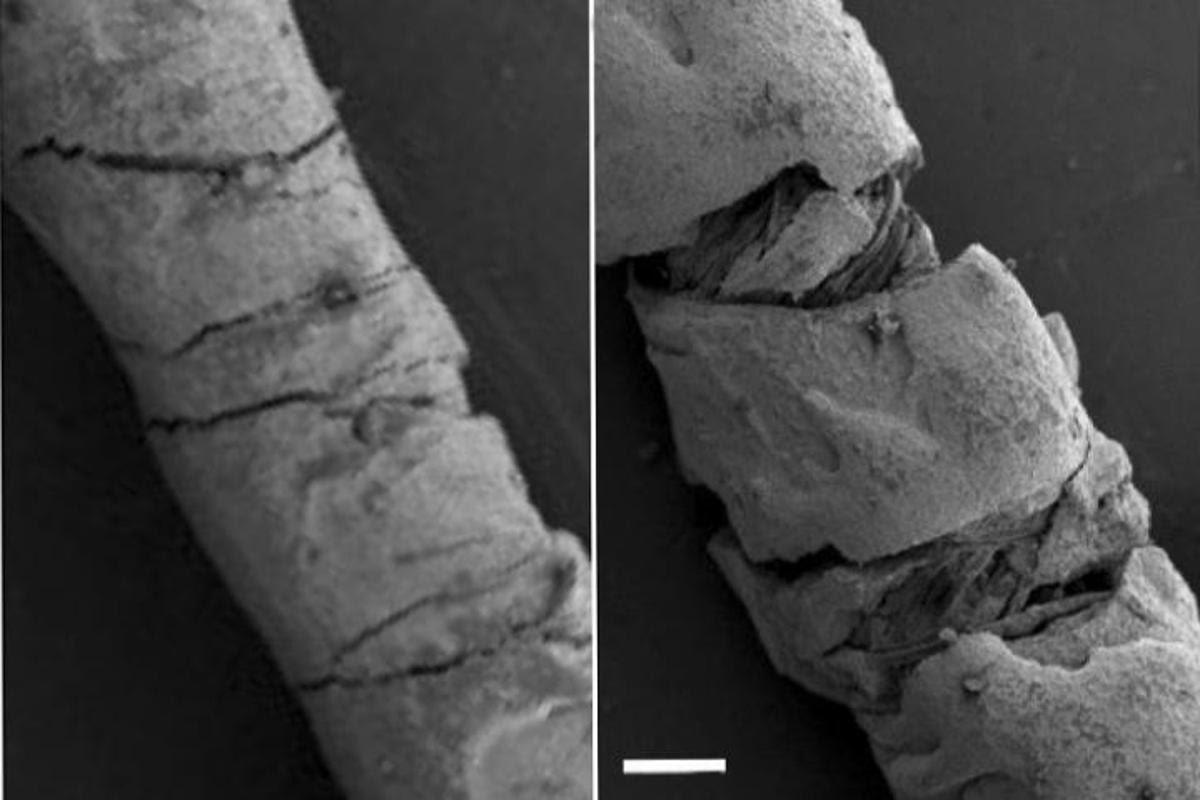 Scanning electron microscope photos of a straight thread (left) and one that's bending under strain (right)
