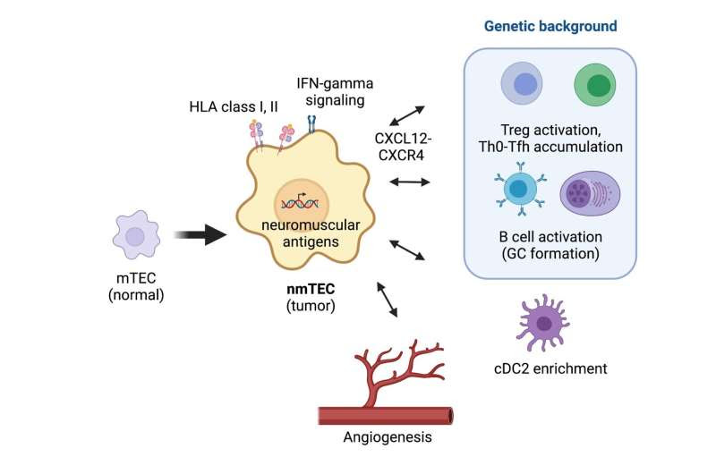 Researchers identify specific cells that contribute to the pathology of myasthenia gravis combined with thymus tumor