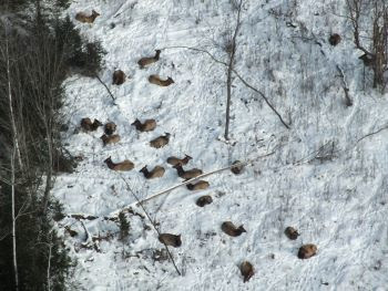 An elk  herd bedded down in the snow in a forest opening photographed from above.