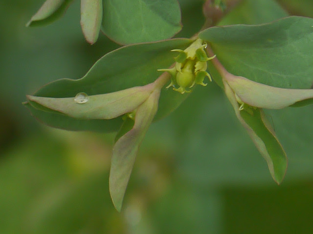 Euphorbia maddenii