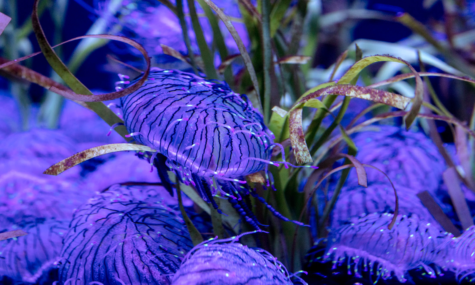 Flower Hat Jellies in Underwater Beauty