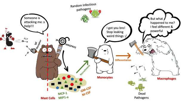 Ant venom peptide can activate a pseudo-allergic pathway