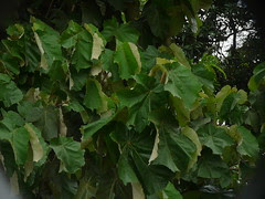 Maple-Leaved Bayur tree