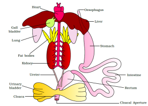 Ch 7 - Structural organization in animals