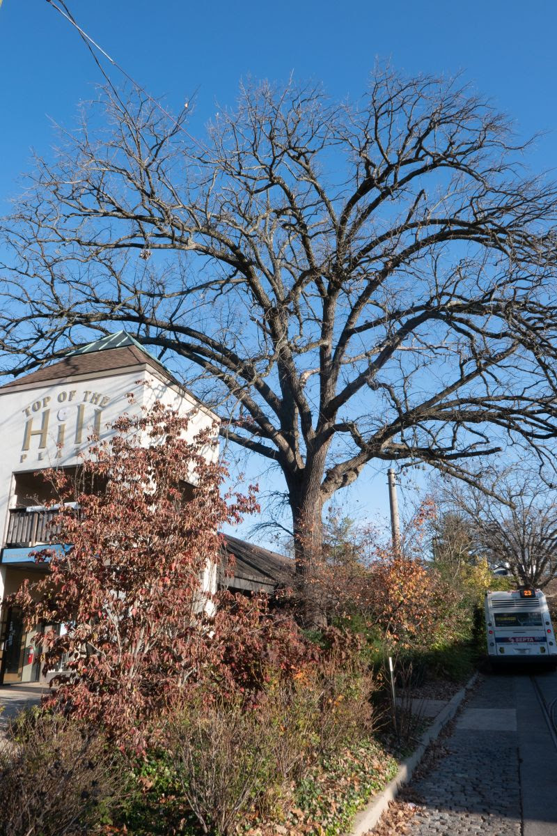 Chestnut Hill specimen in winter. Note the coarse spreading branches.
