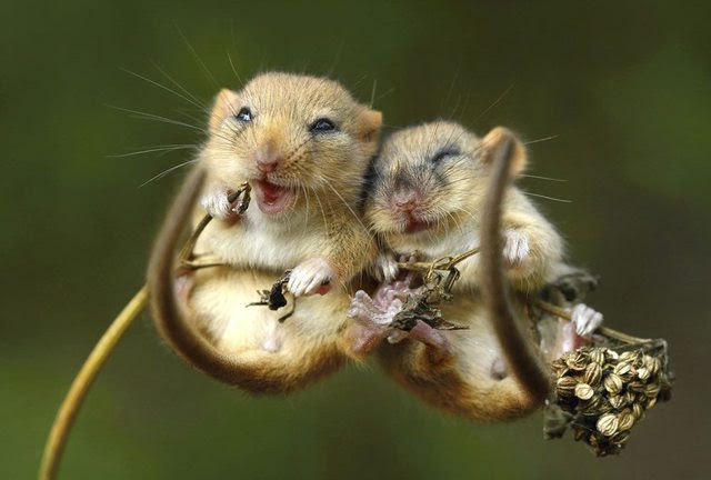 những chú chuột hạnh phúc nhất hành tinh