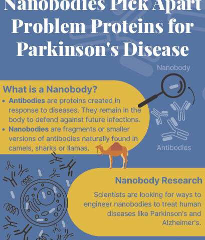 Johns Hopkins Medicine scientists create nanobody that can punch through tough brain cells and potentially treat Parkinson's dis