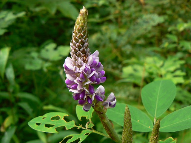 Desmodium heterocarpon (L.) DC.