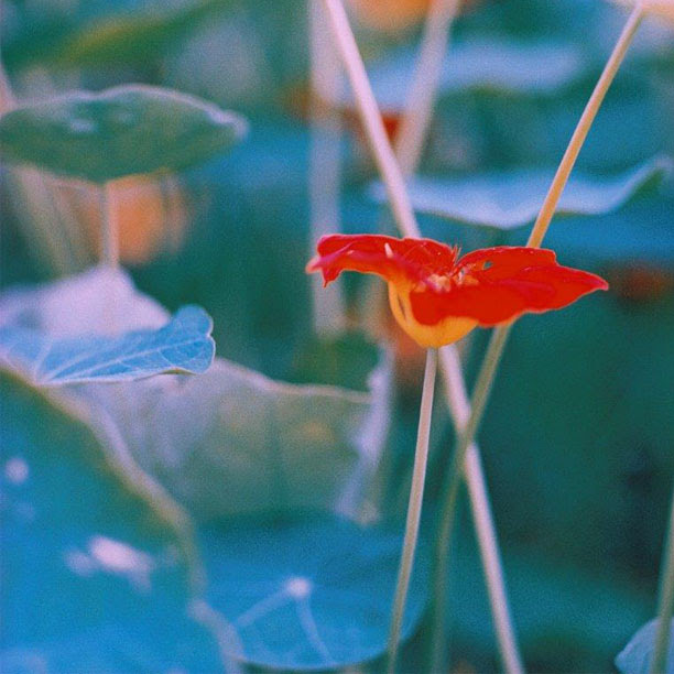 Communiquer avec les plantes et les animaux