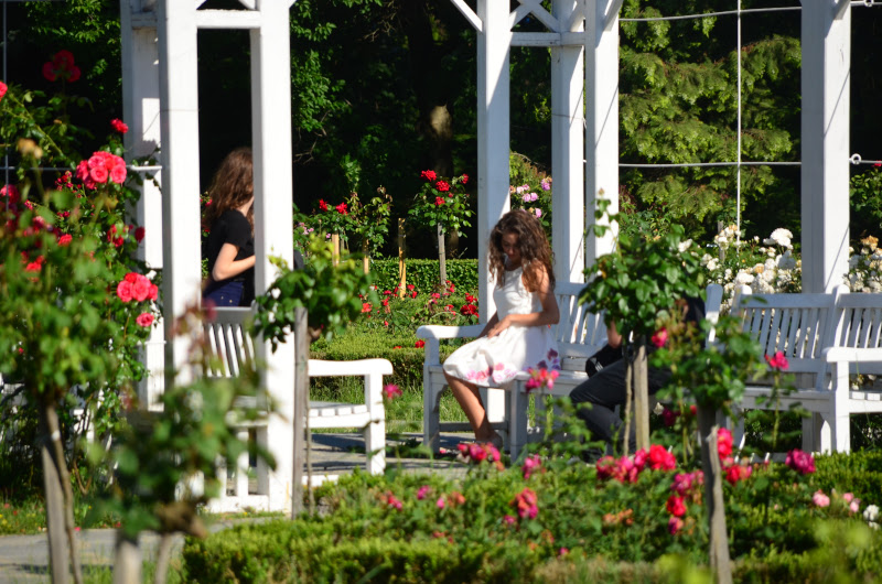 parcul-rozelor-din-timisoara