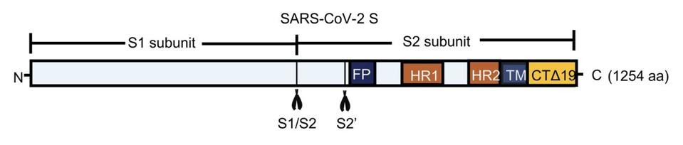 SARS-CoV-2 Spike Protein cleavage sites.