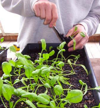 Veggie gardening classes