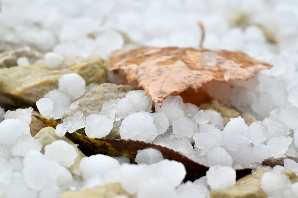 une feuille posée sur un tas de neige